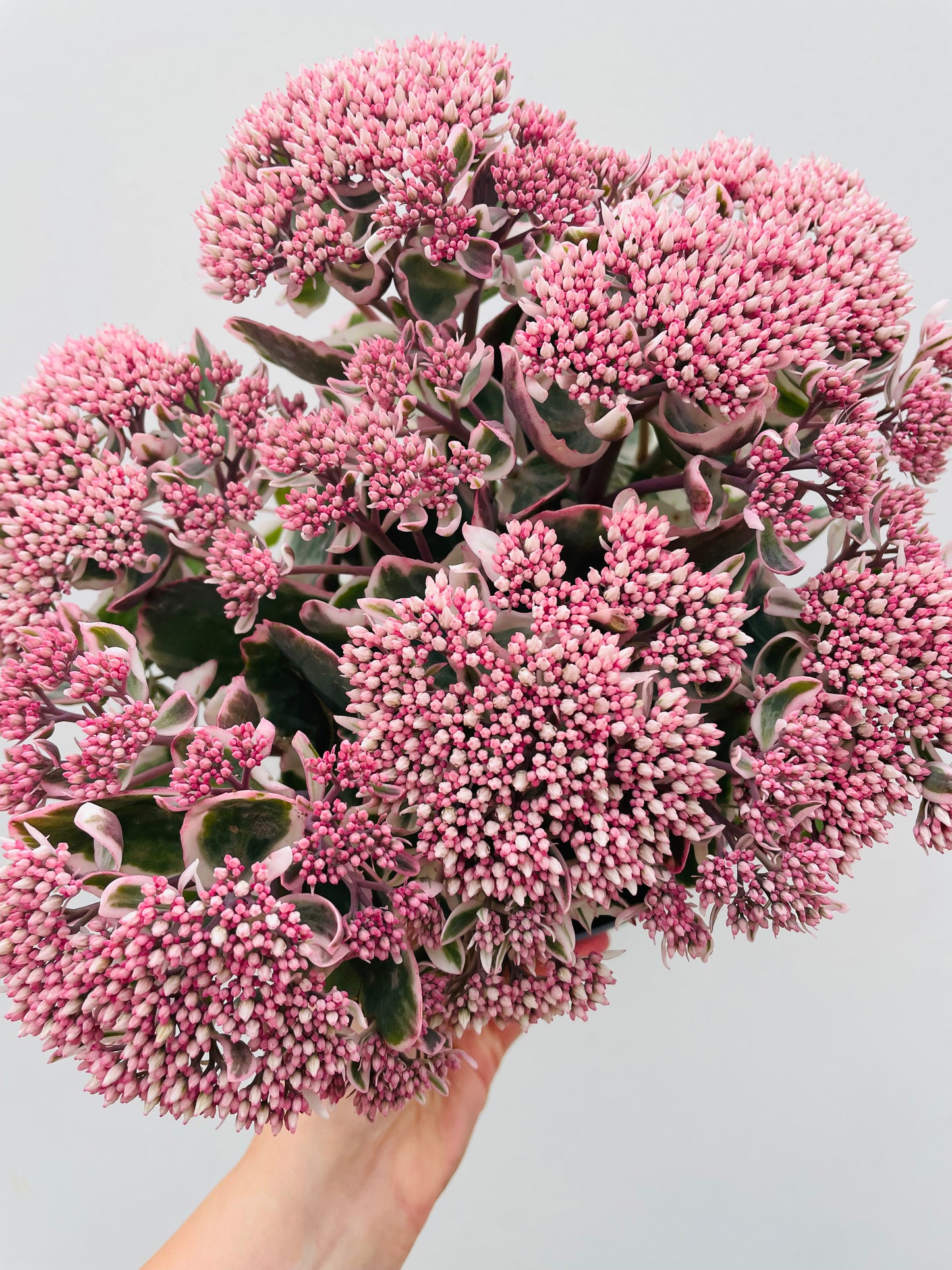 Bilde av Sedum telephium-Spanne Plantesalg