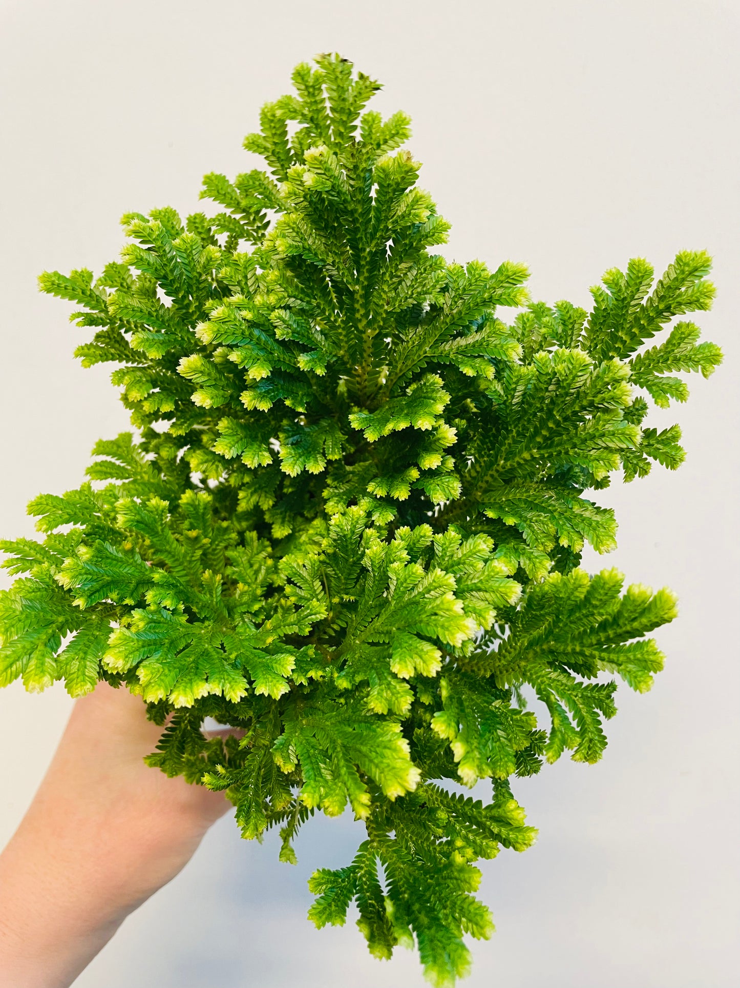 Bilde av Selaginella martensii-Spanne Plantesalg