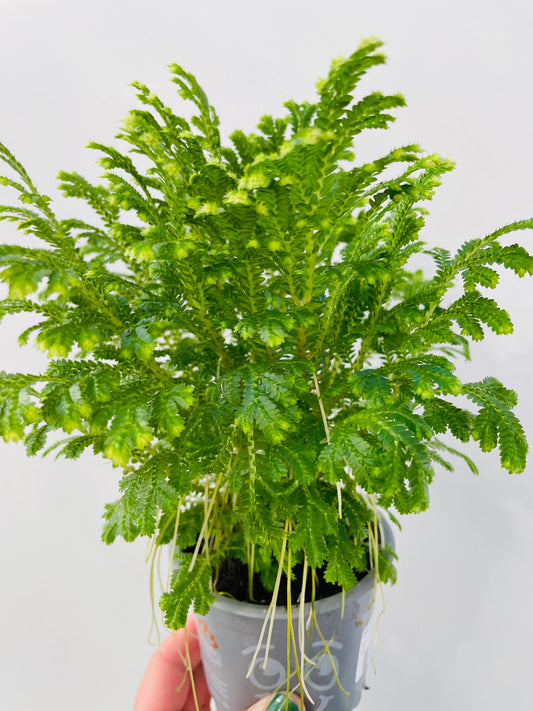 Bilde av Selaginella martensii-Spanne Plantesalg