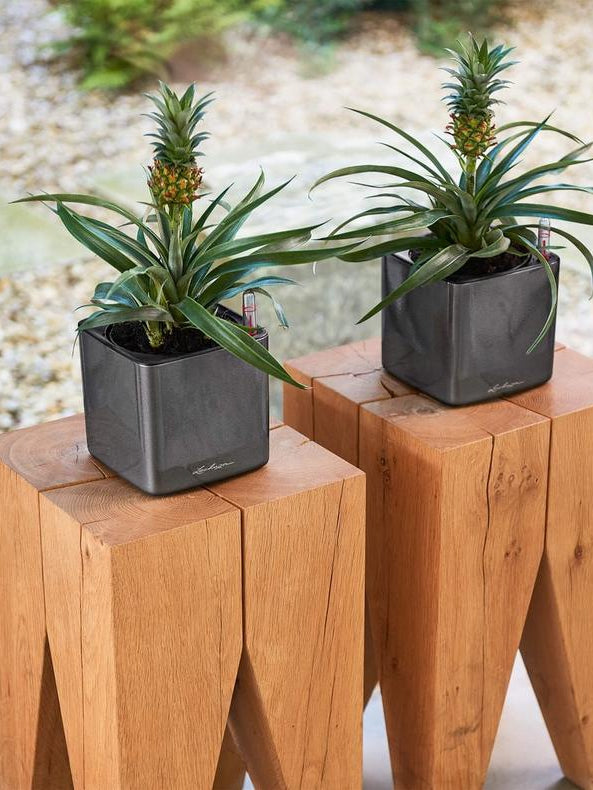Bilde av Selvvanningspotte Lechuza Cube Glossy 14-Spanne Plantesalg