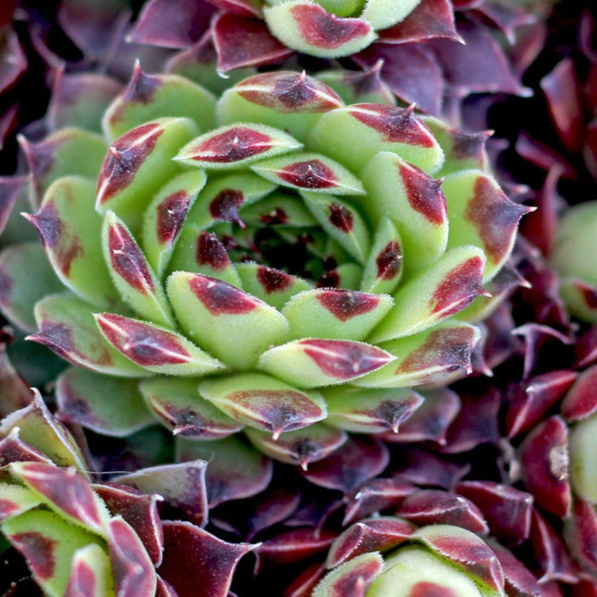 Bilde av Sempervivum c. 'Guillaumes'-Spanne Plantesalg