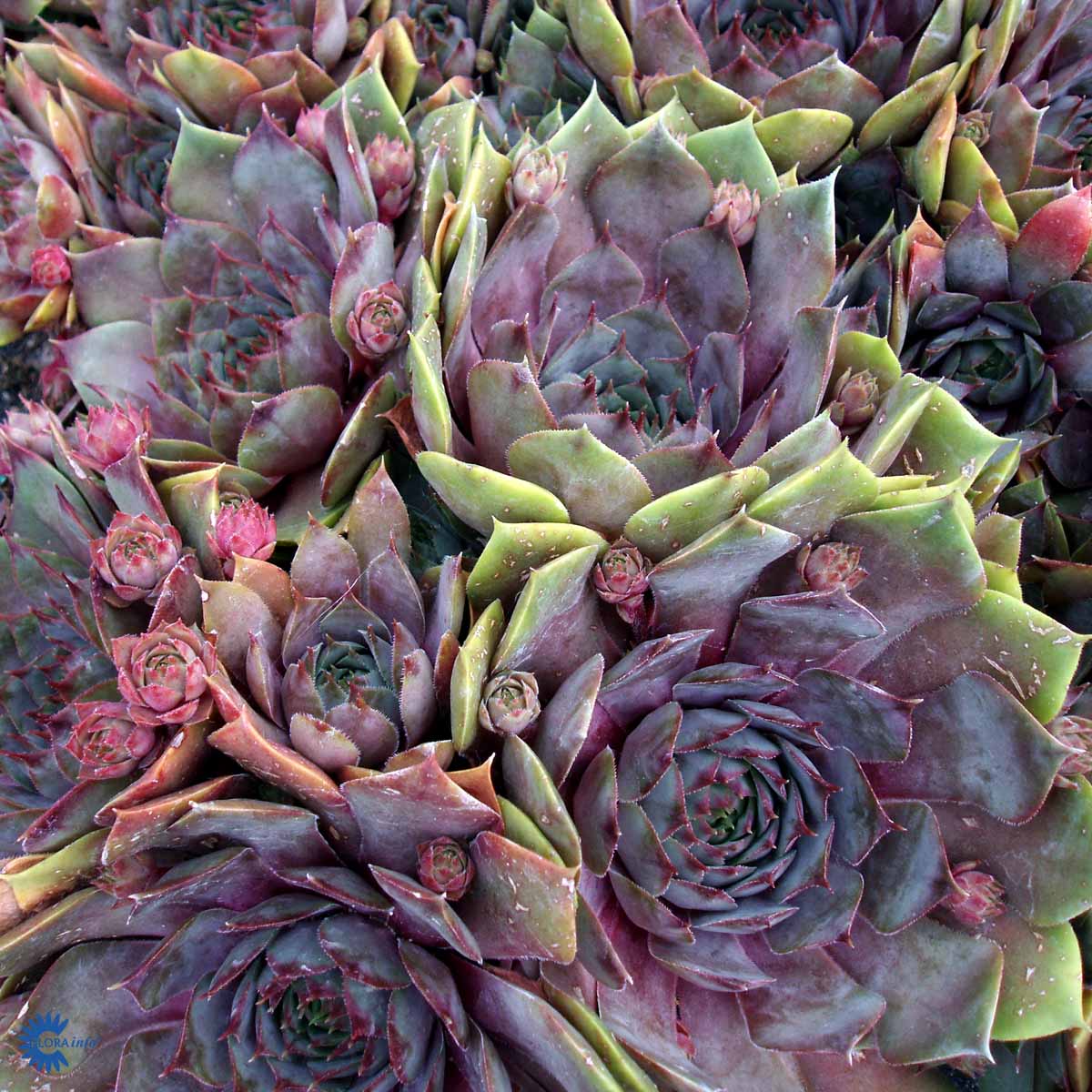 Bilde av Sempervivum 'Feldmaier'-Spanne Plantesalg