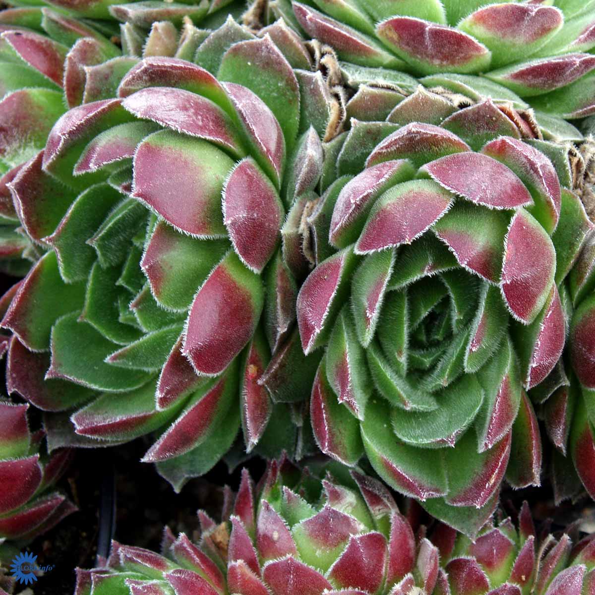 Bilde av Sempervivum grandiflorum-Spanne Plantesalg