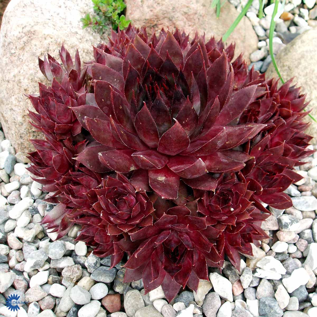 Bilde av Sempervivum 'Noir'-Spanne Plantesalg