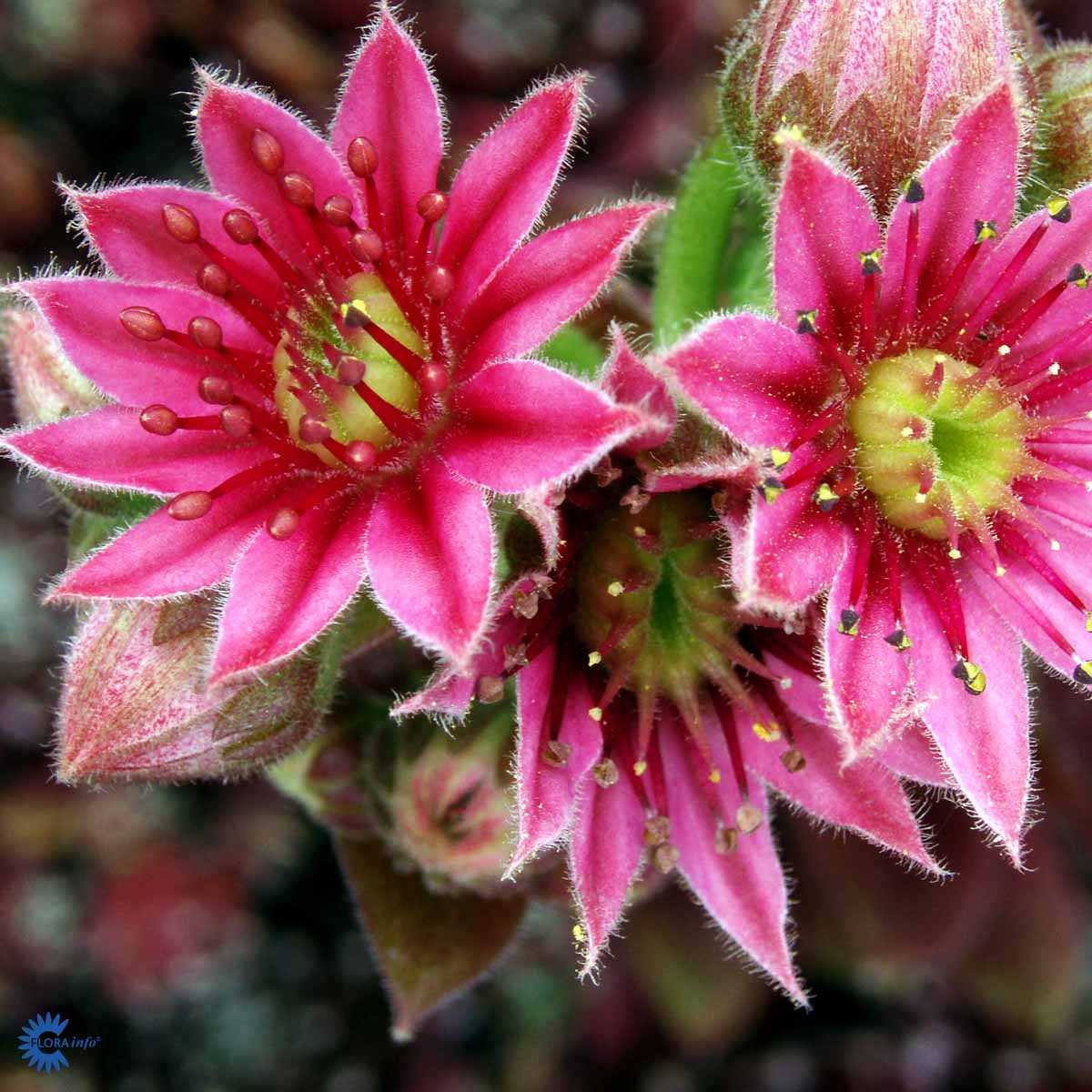Bilde av Sempervivum 'Silberkarneol'-Spanne Plantesalg