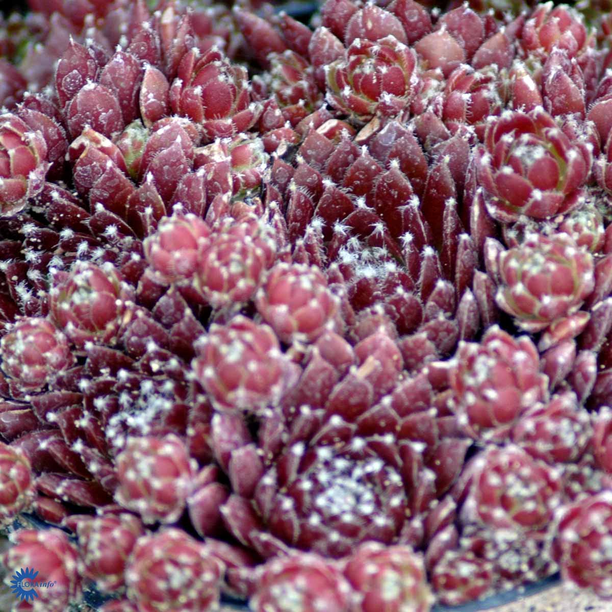 Bilde av Sempervivum tectorum-Spanne Plantesalg