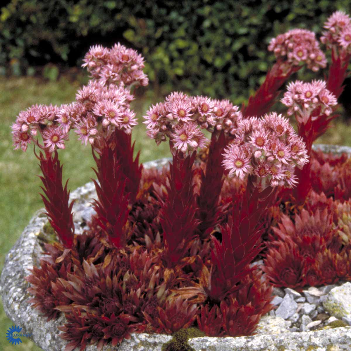 Bilde av Sempervivum tectorum-Spanne Plantesalg