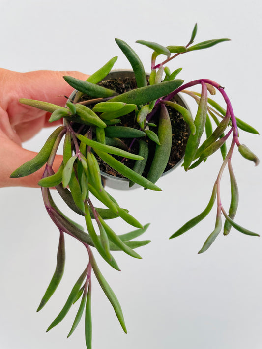 Bilde av Senecio ‘Purple Flush’-Spanne Plantesalg