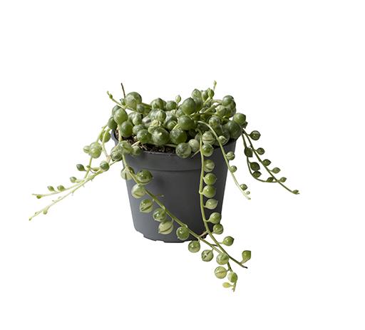 Bilde av SENECIO ROWLEYANUS-Spanne Plantesalg