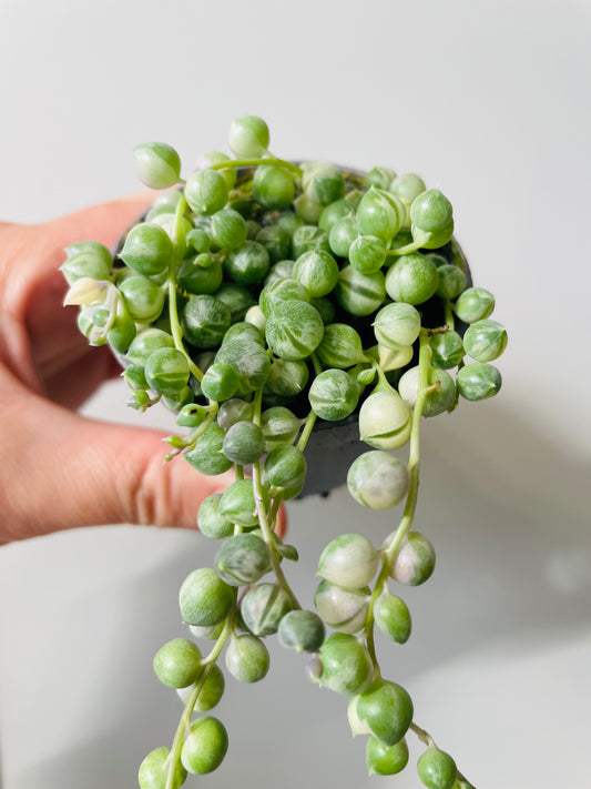 Bilde av Senecio rowleyanus f. variegatus 'String of Pearls`-Spanne Plantesalg