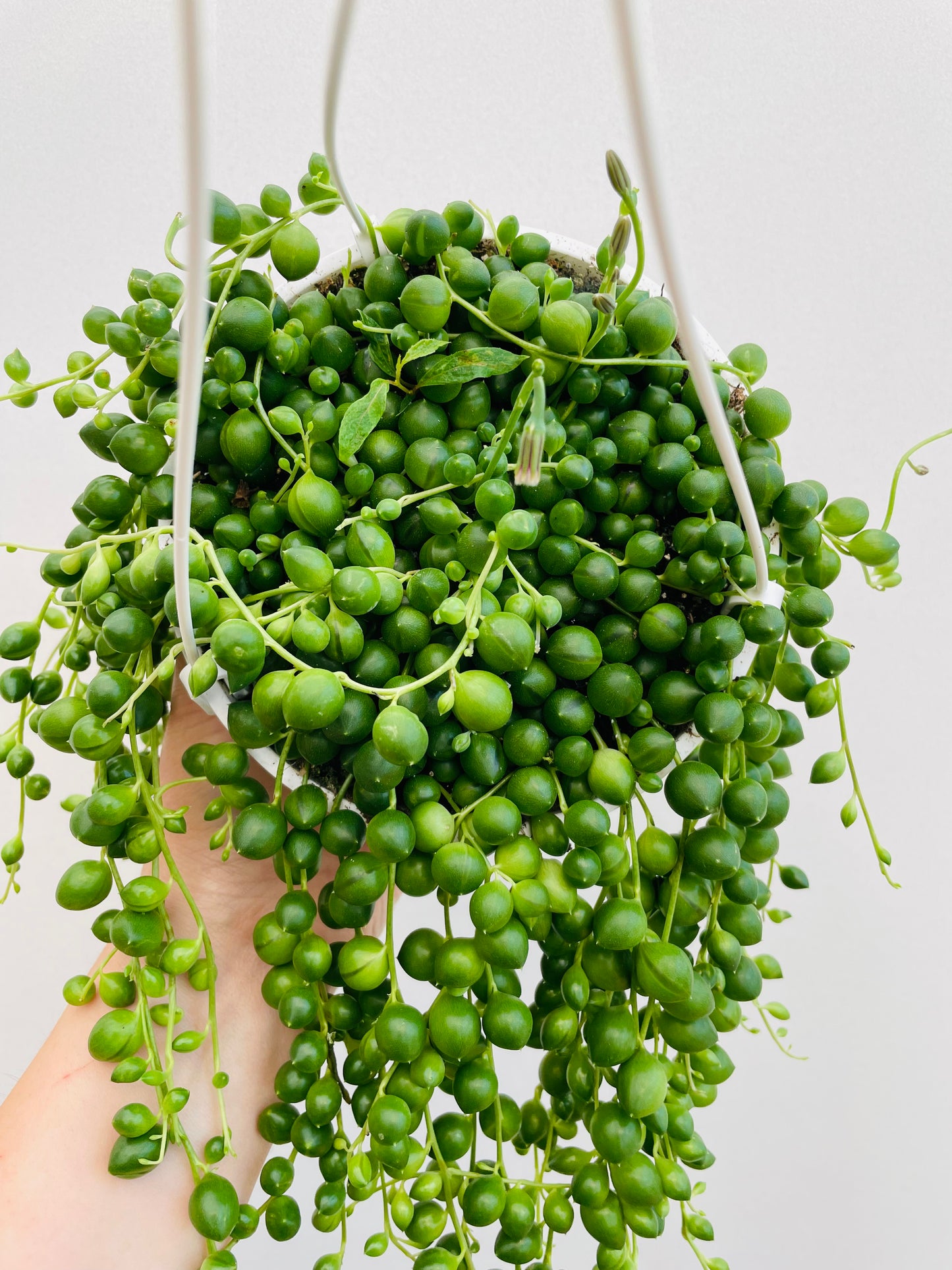 Bilde av Senecio ‘String Of Pearls’ ampel-Spanne Plantesalg