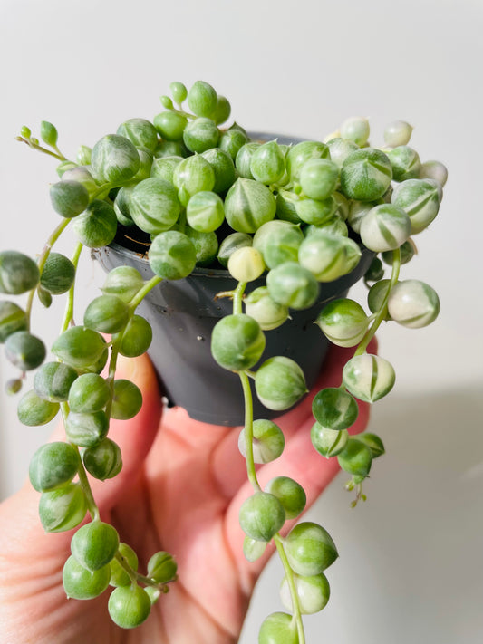 Bilde av Senecio rowleyanus f. variegatus 'String of Pearls`-Spanne Plantesalg
