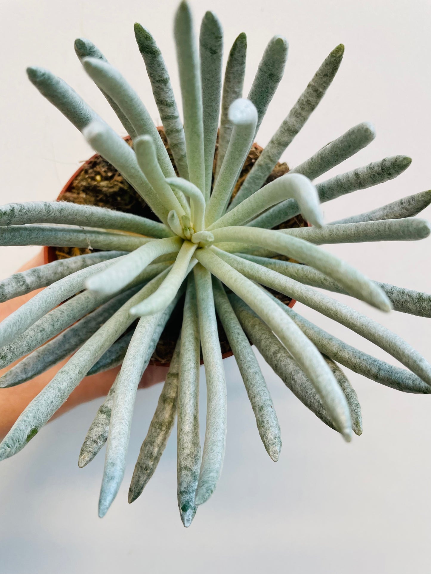 Bilde av Senecio scaposus ‘Silver Coral’-Spanne Plantesalg
