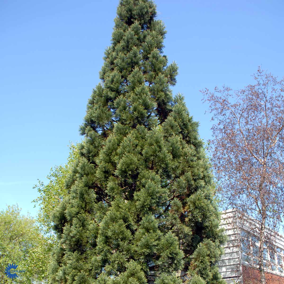 Bilde av Sequoiadendron giganteum 'Glaucum'-Spanne Plantesalg