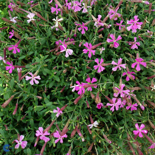 Bilde av Silene schafta 'Splendens'-Spanne Plantesalg
