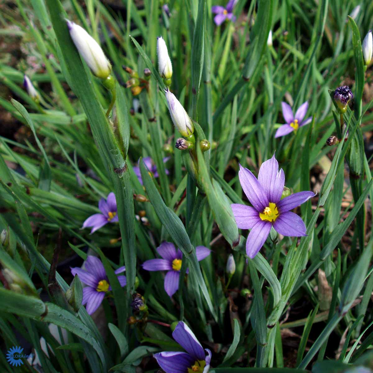 Bilde av Sisyrinchium angustifolium-Spanne Plantesalg