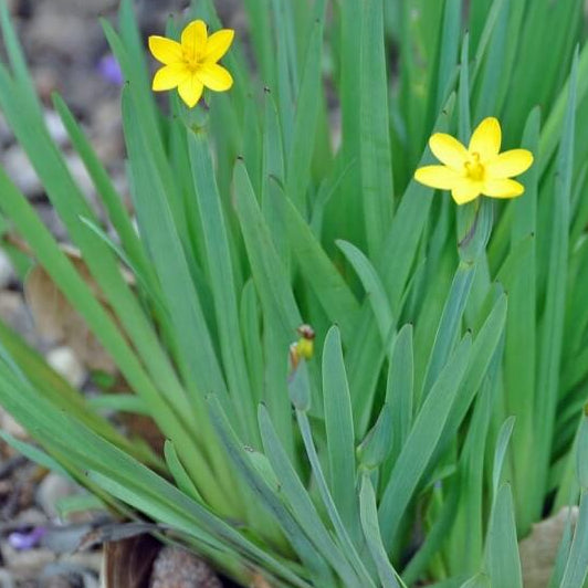 Bilde av Sisyrinchium californicum-Spanne Plantesalg