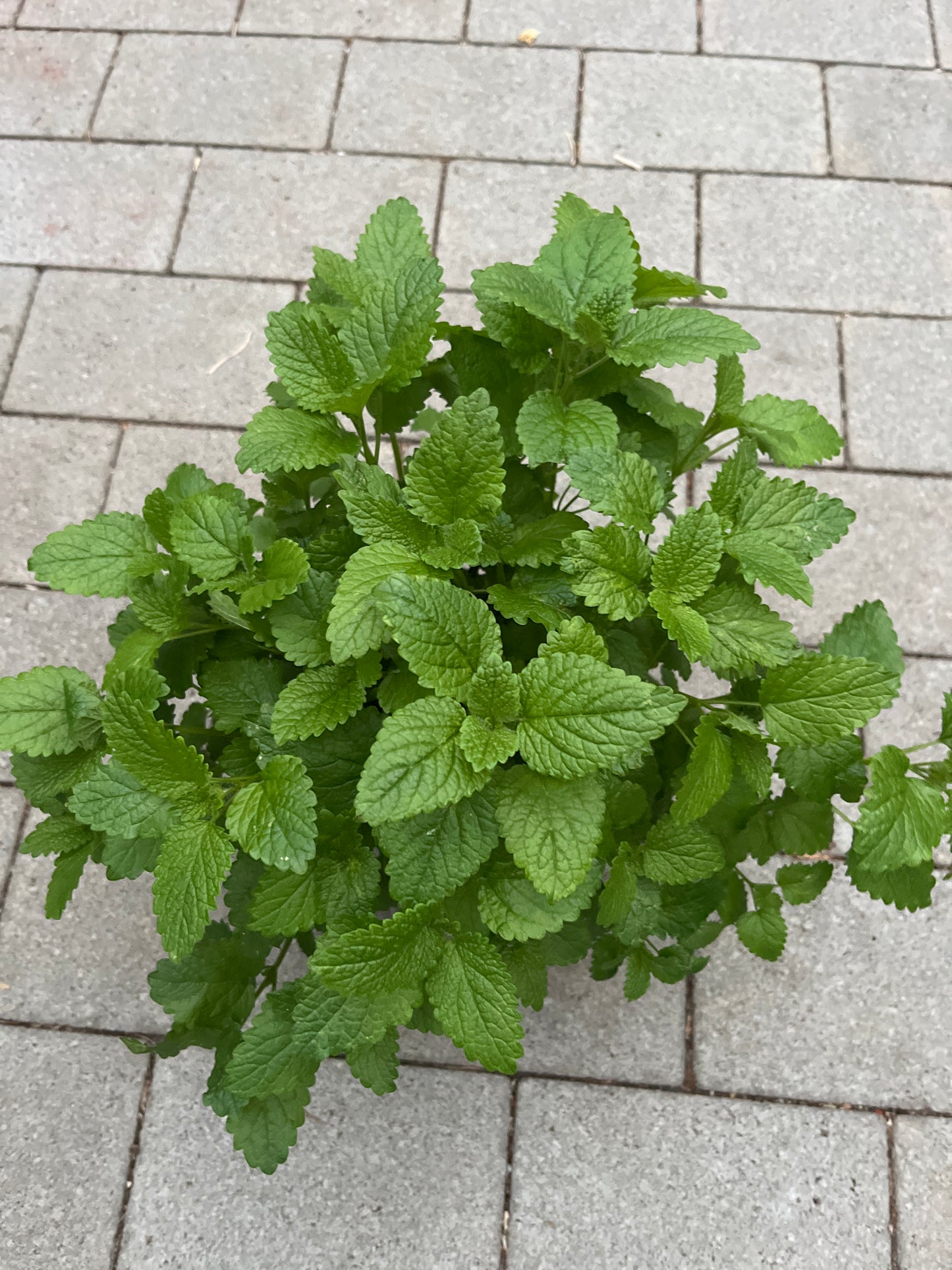 Bilde av SITRON MELISSE-Spanne Plantesalg