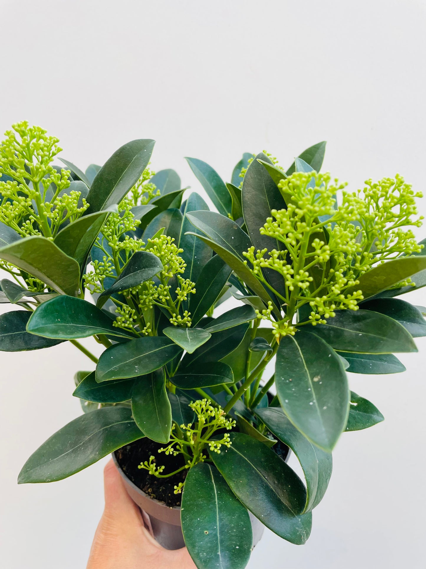 Bilde av Skimmia jap. Finchy-Spanne Plantesalg