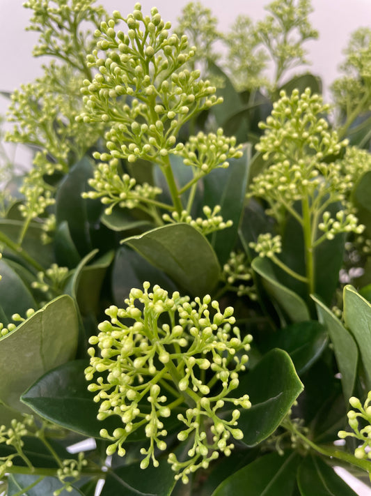 Bilde av Skimmia jap. Finchy-Spanne Plantesalg