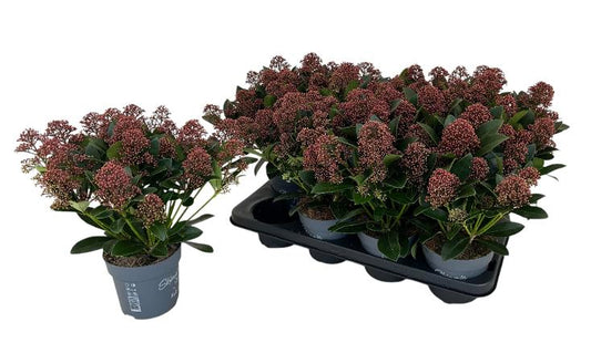 Bilde av Skimmia jap. Rubella-Spanne Plantesalg