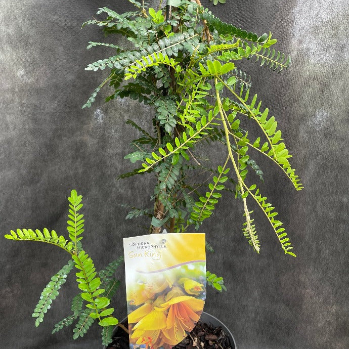 Bilde av Sophora micr. Sun King ('Hilsop' ®)-Spanne Plantesalg