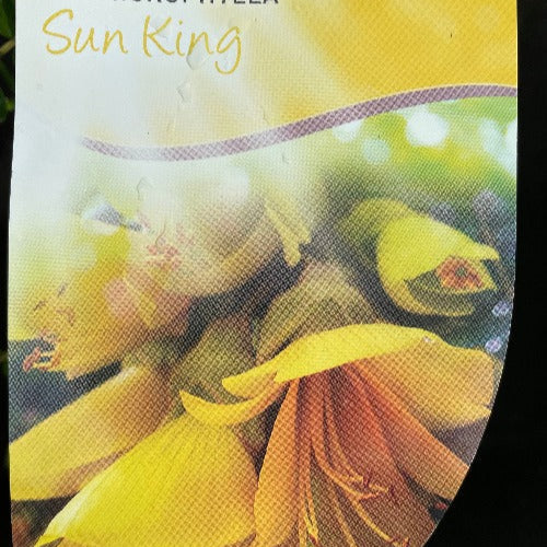 Bilde av Sophora micr. Sun King ('Hilsop' ®)-Spanne Plantesalg