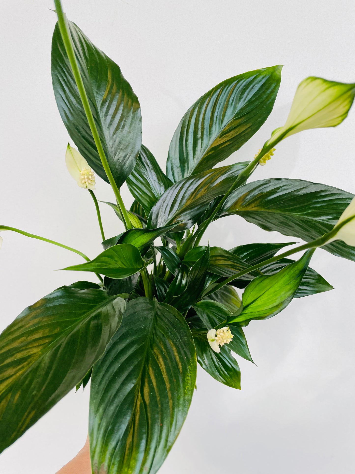 Bilde av Spathiphyllum floribundum-Spanne Plantesalg