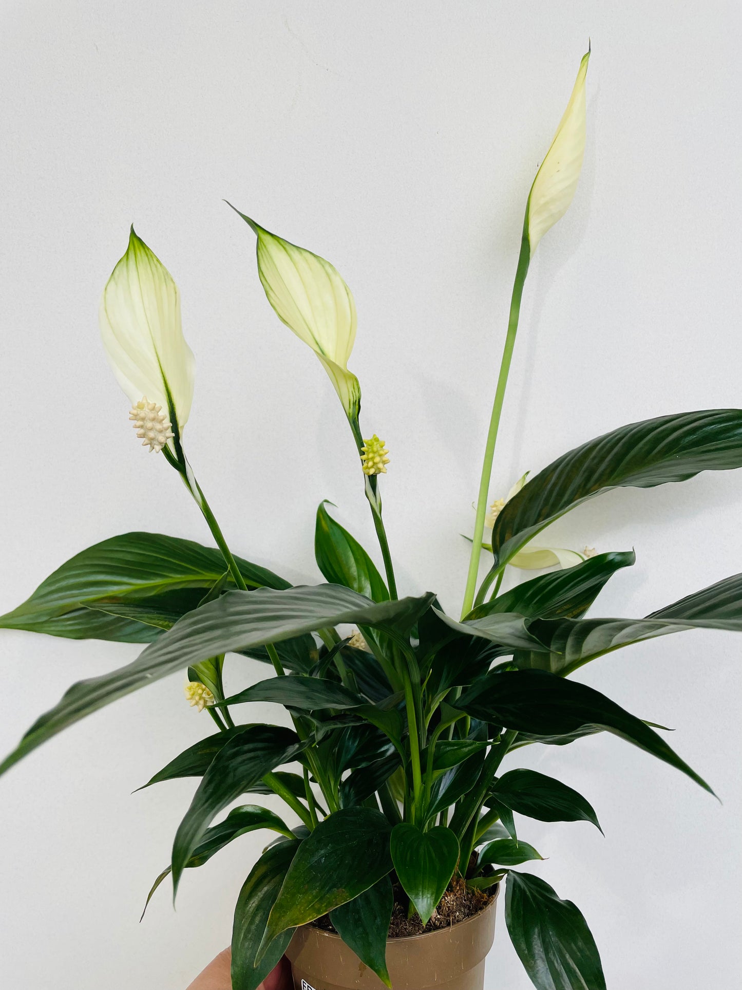 Bilde av Spathiphyllum floribundum-Spanne Plantesalg