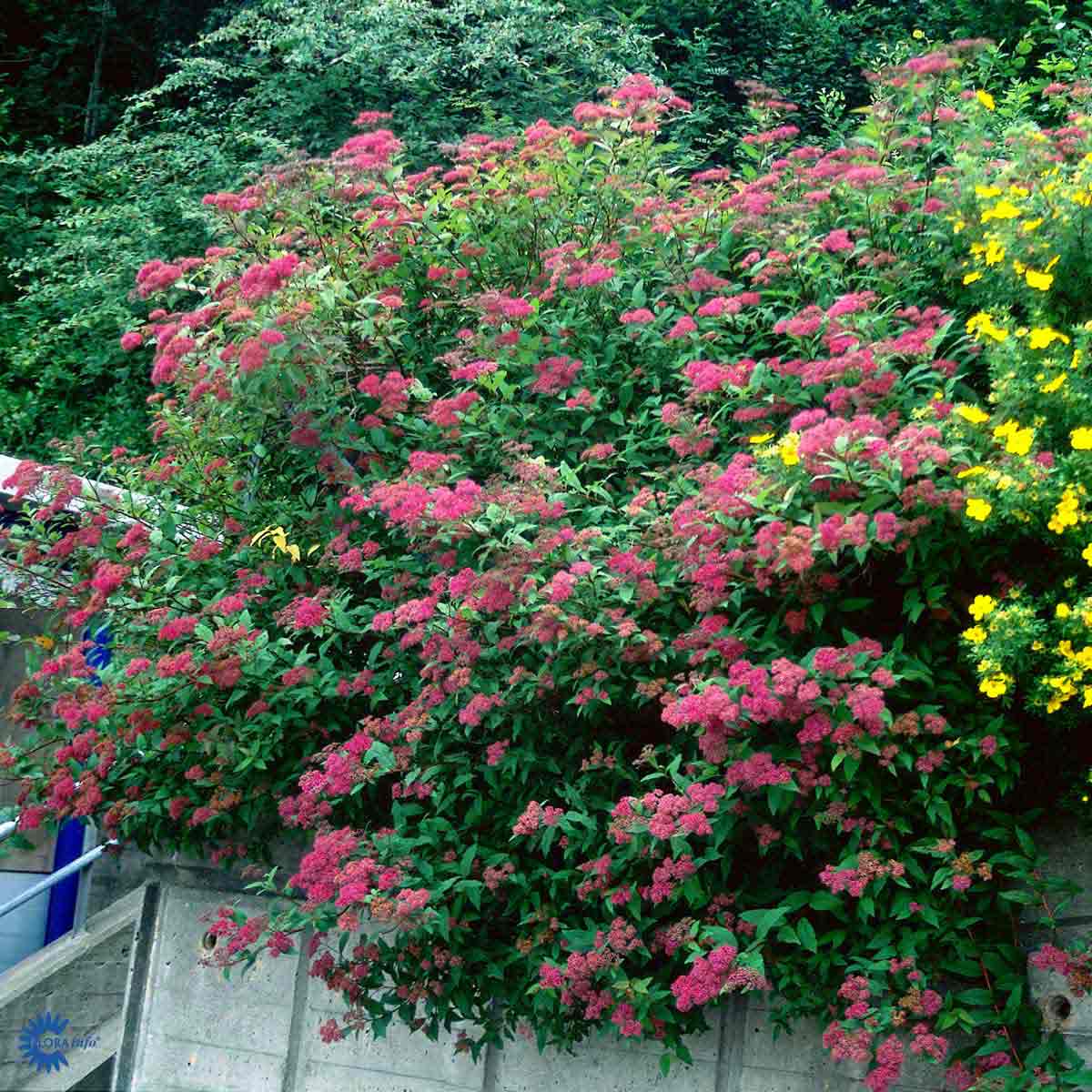 Bilde av Spiraea bumalda 'Anthony Waterer'-Spanne Plantesalg