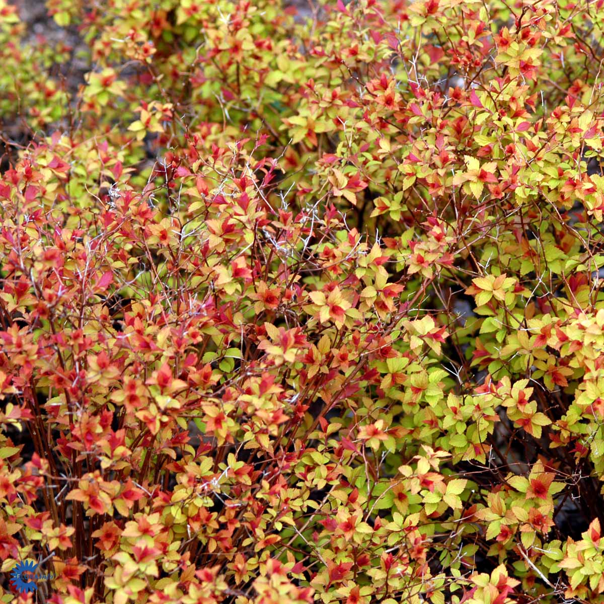 Bilde av Spiraea japonica 'Magic Carpet'-Spanne Plantesalg