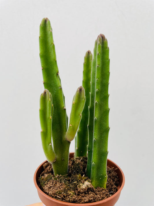 Bilde av Stapelia leendertziae-Spanne Plantesalg
