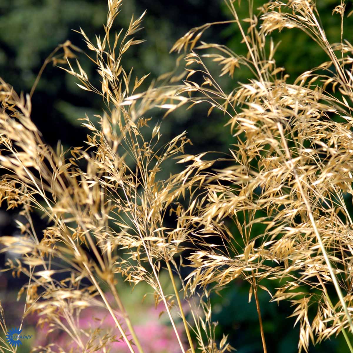 Bilde av Stipa gigantea-Spanne Plantesalg