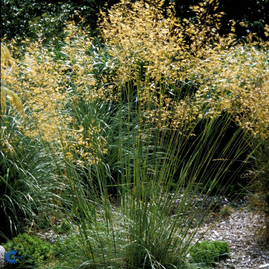 Bilde av Stipa gigantea-Spanne Plantesalg