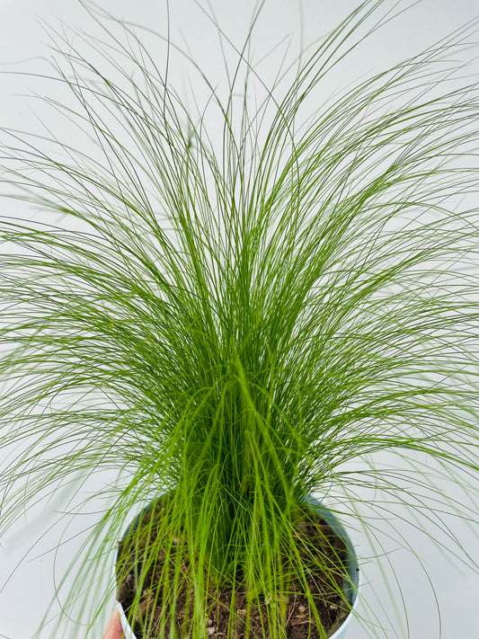 Bilde av Stipa tenacissima ‘Pony Tails’-Spanne Plantesalg