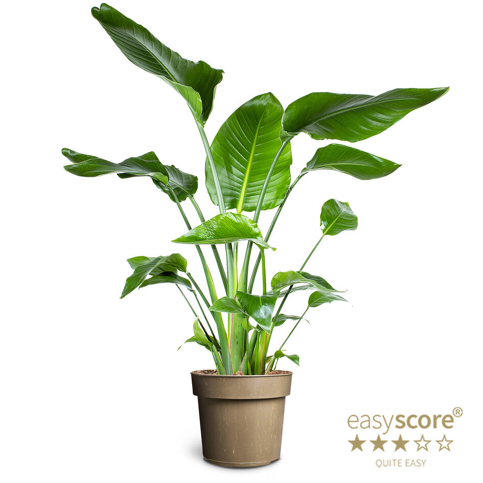 Bilde av STRELITZIA NICOLAI-Spanne Plantesalg