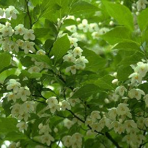 Bilde av Styrax japonicus 'Fragrant Fountain'-Spanne Plantesalg