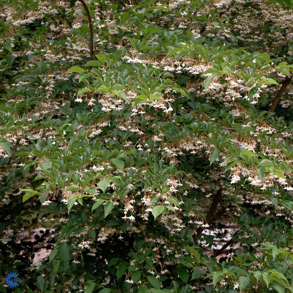 Bilde av Styrax japonicus 'Fragrant Fountain'-Spanne Plantesalg