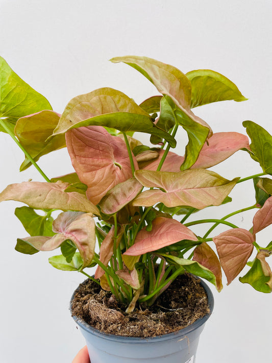 Bilde av Syngonium podophyllum 'Neon'-Spanne Plantesalg
