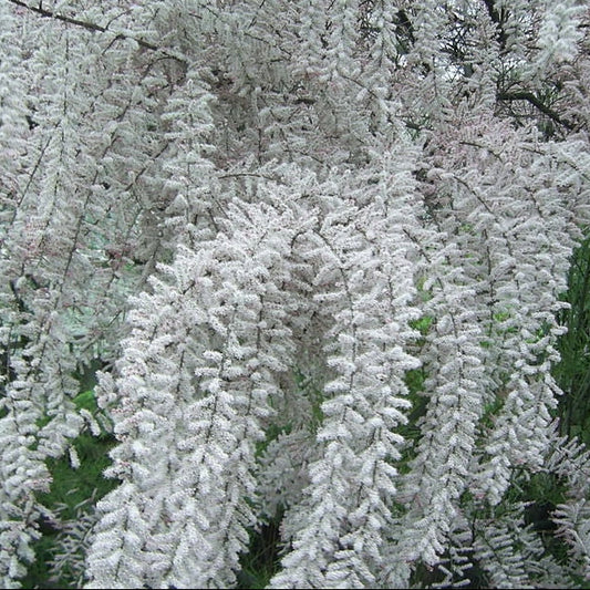 Bilde av Tamarix 'Hulsdonk White'-Spanne Plantesalg