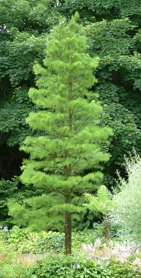 Bilde av Taxodium ascendens 'Nutans'-Spanne Plantesalg