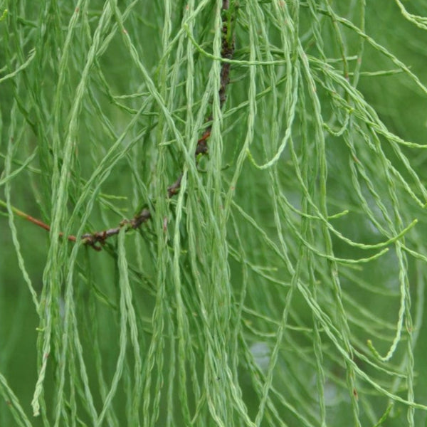 Bilde av Taxodium ascendens 'Nutans'-Spanne Plantesalg