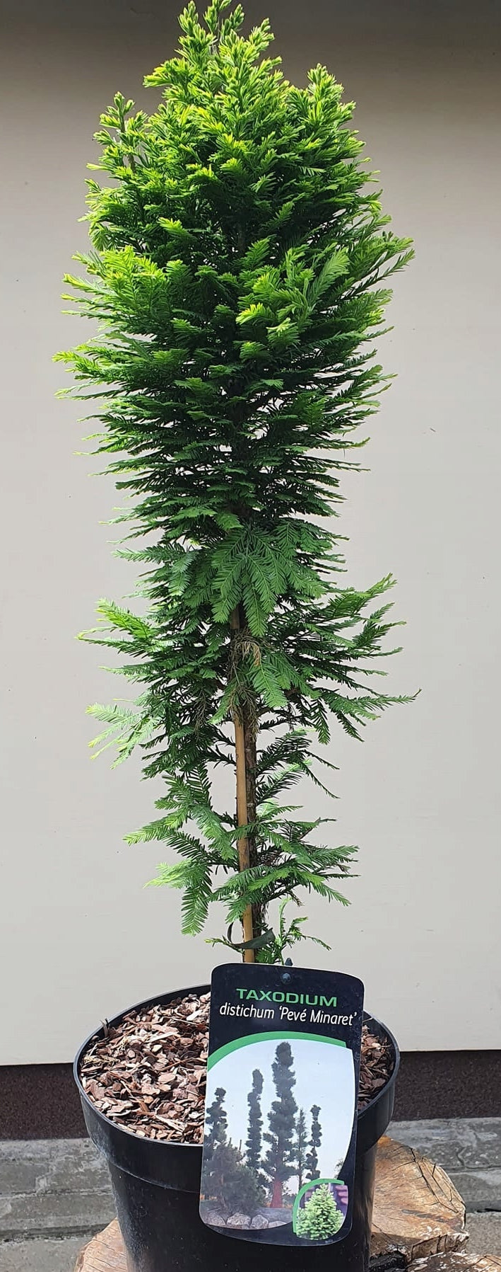 Bilde av Taxodium distichum 'Pevé Minaret'-Spanne Plantesalg