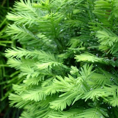 Bilde av Taxodium distichum 'Pevé Minaret'-Spanne Plantesalg