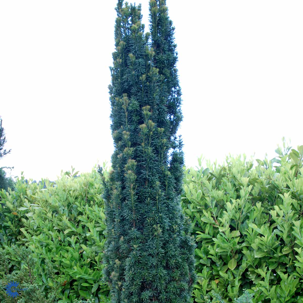 Bilde av Taxus b. 'Fastigiata Cappenberg'-Spanne Plantesalg