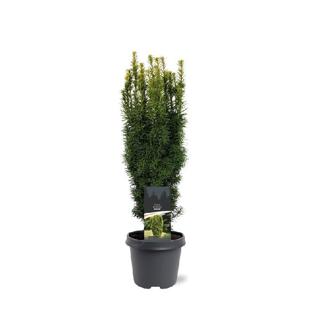 Bilde av TAXUS BACCATA DAVID-Spanne Plantesalg
