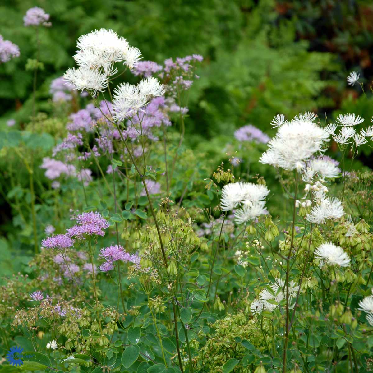 Bilde av Thalictrum aquilegifolium-Spanne Plantesalg