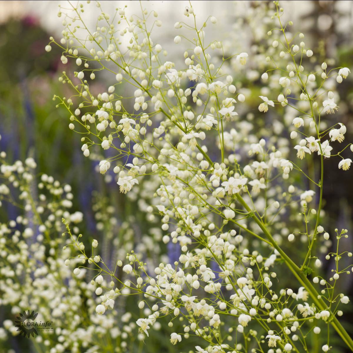 Bilde av THALICTRUM DELAVAYI 'Splendide White'-Spanne Plantesalg