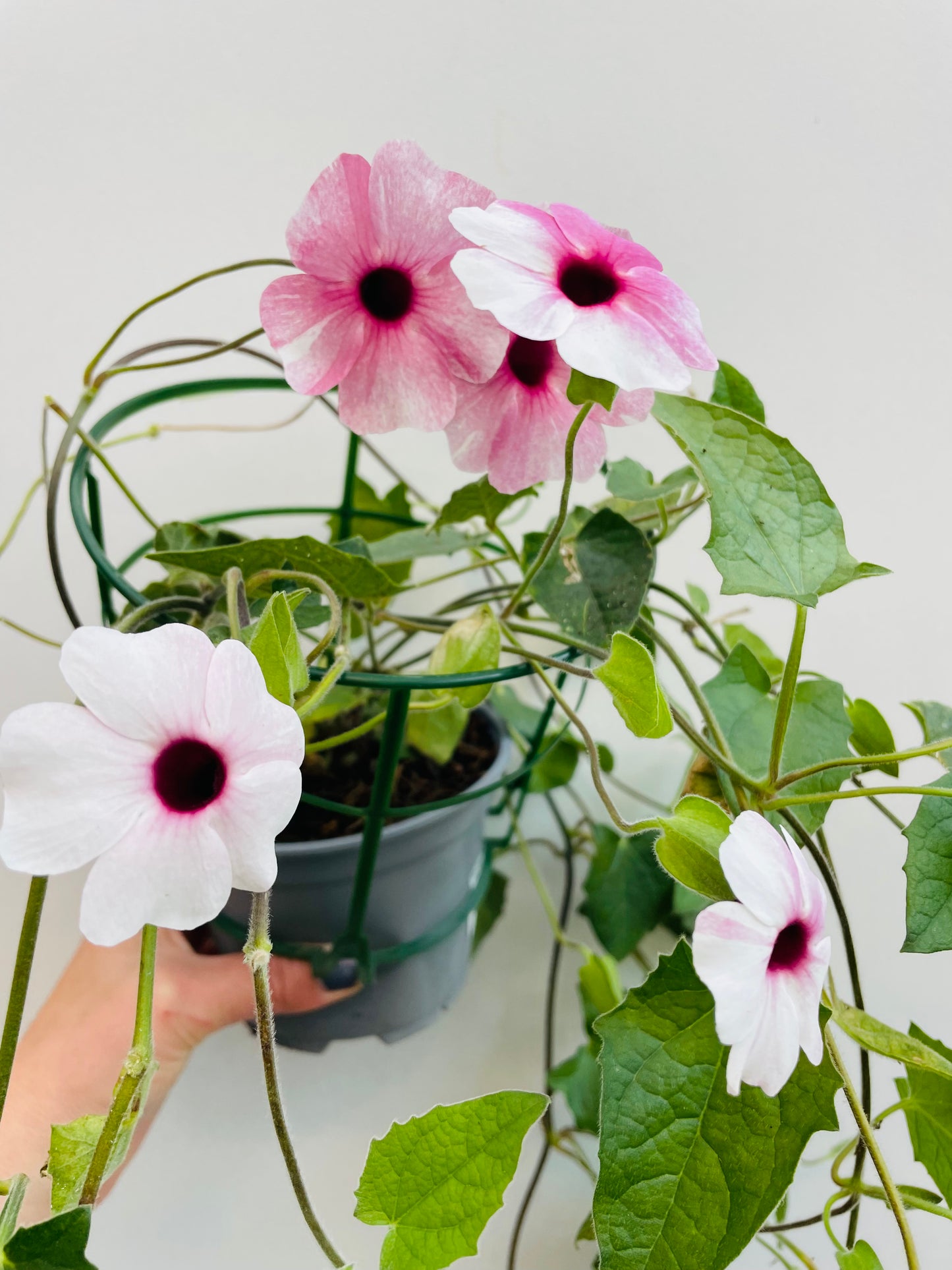 Bilde av Thunbergia rosa-Spanne Plantesalg