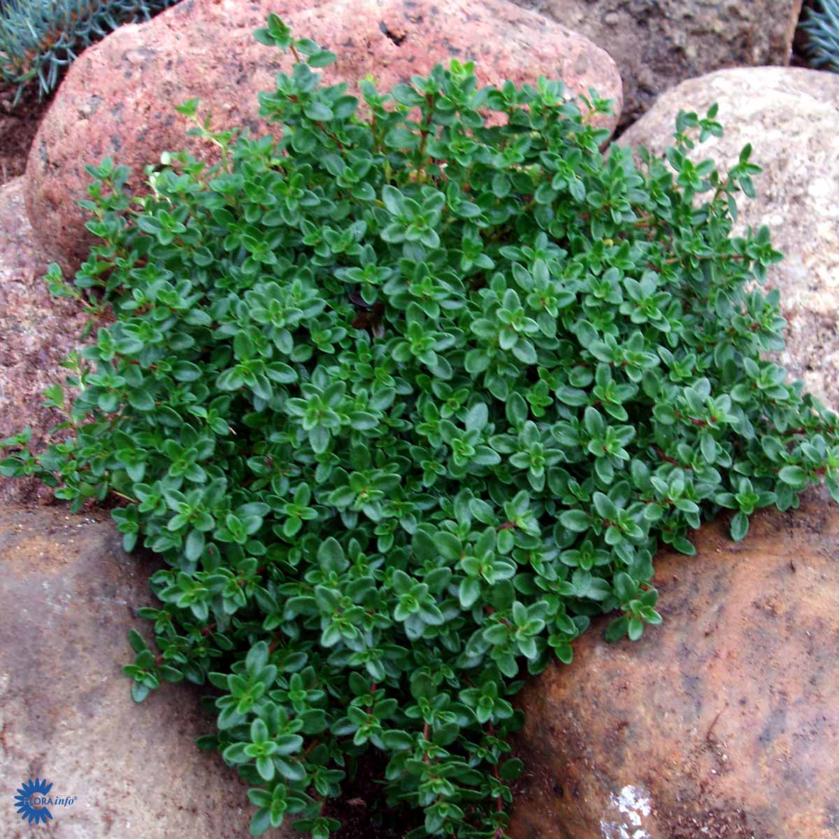 Bilde av THYMUS CITRIODORUS-Spanne Plantesalg